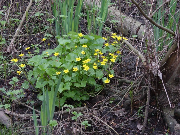 Caltha palustris